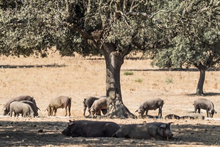 Los precintos de colores de los jamones ibéricos determinan el porcentaje racial y la alimentación del cerdo ibérico